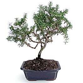 Bonsai